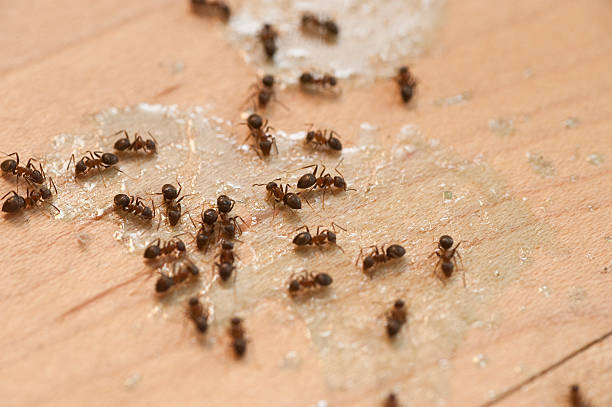 Best Best Pest Control Companies  in Bryant, AR